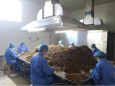 赤峰市喀喇沁旗:一株草 一條鏈 一個(gè)朝陽產(chǎn)業(yè)